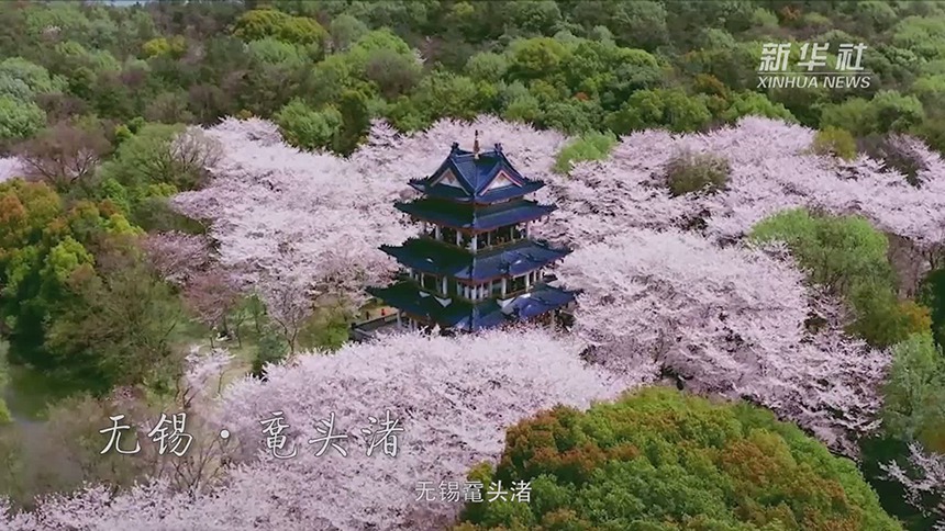 老人 樱花 舞动香雪村