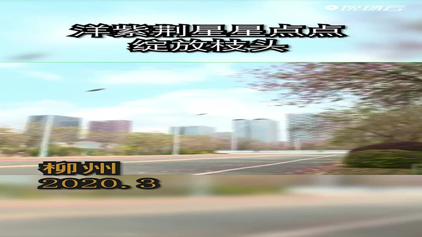 紫荆花开！满树新英待发时