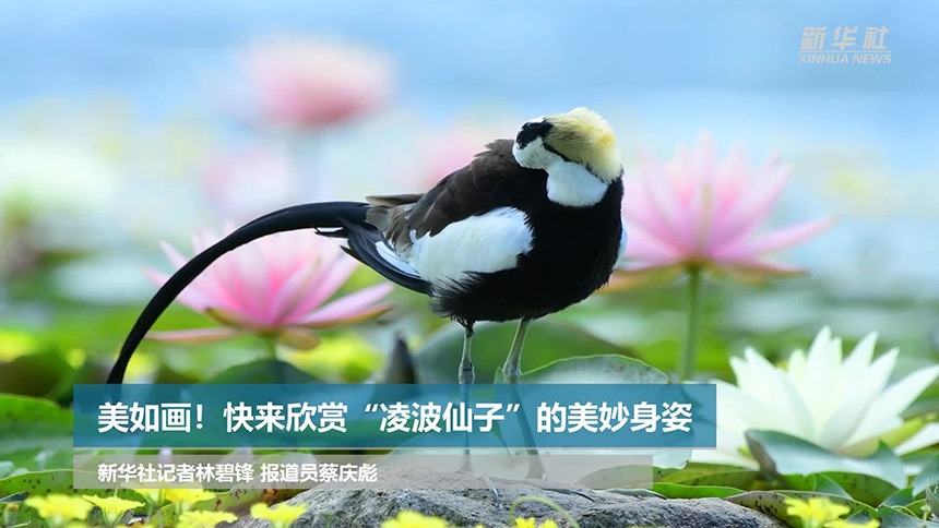 美如画！快来欣赏“凌波仙子”的美妙身姿