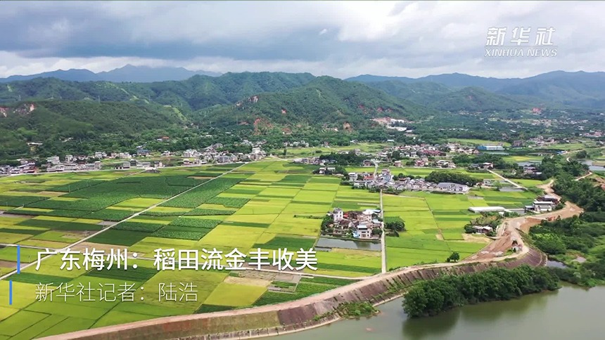 广东梅州：稻田流金丰收美