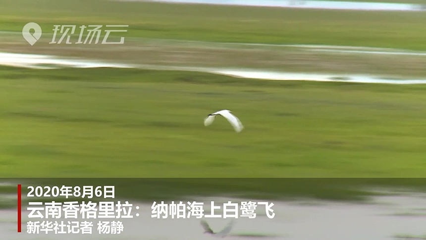 云南香格里拉：纳帕海上白鹭飞