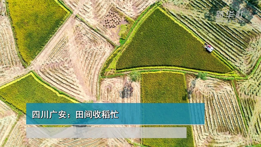 四川广安：田间收稻忙