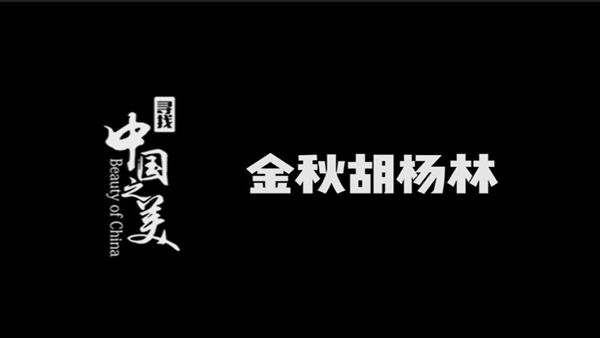 寻找中国之美|金秋胡杨林