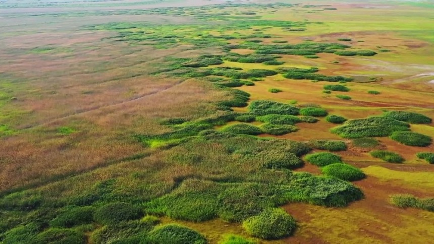 新疆玛纳斯：灰鹤漫步 秋景如画